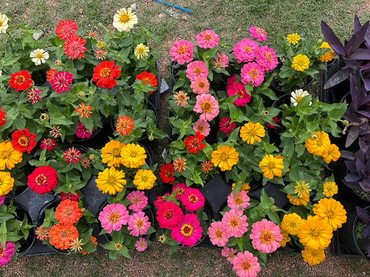Zinnia