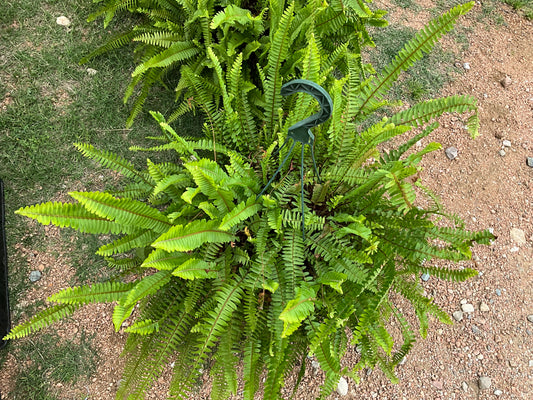 Fern