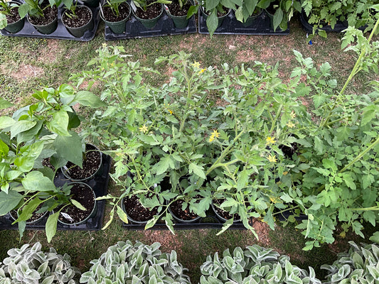 Tomatoes