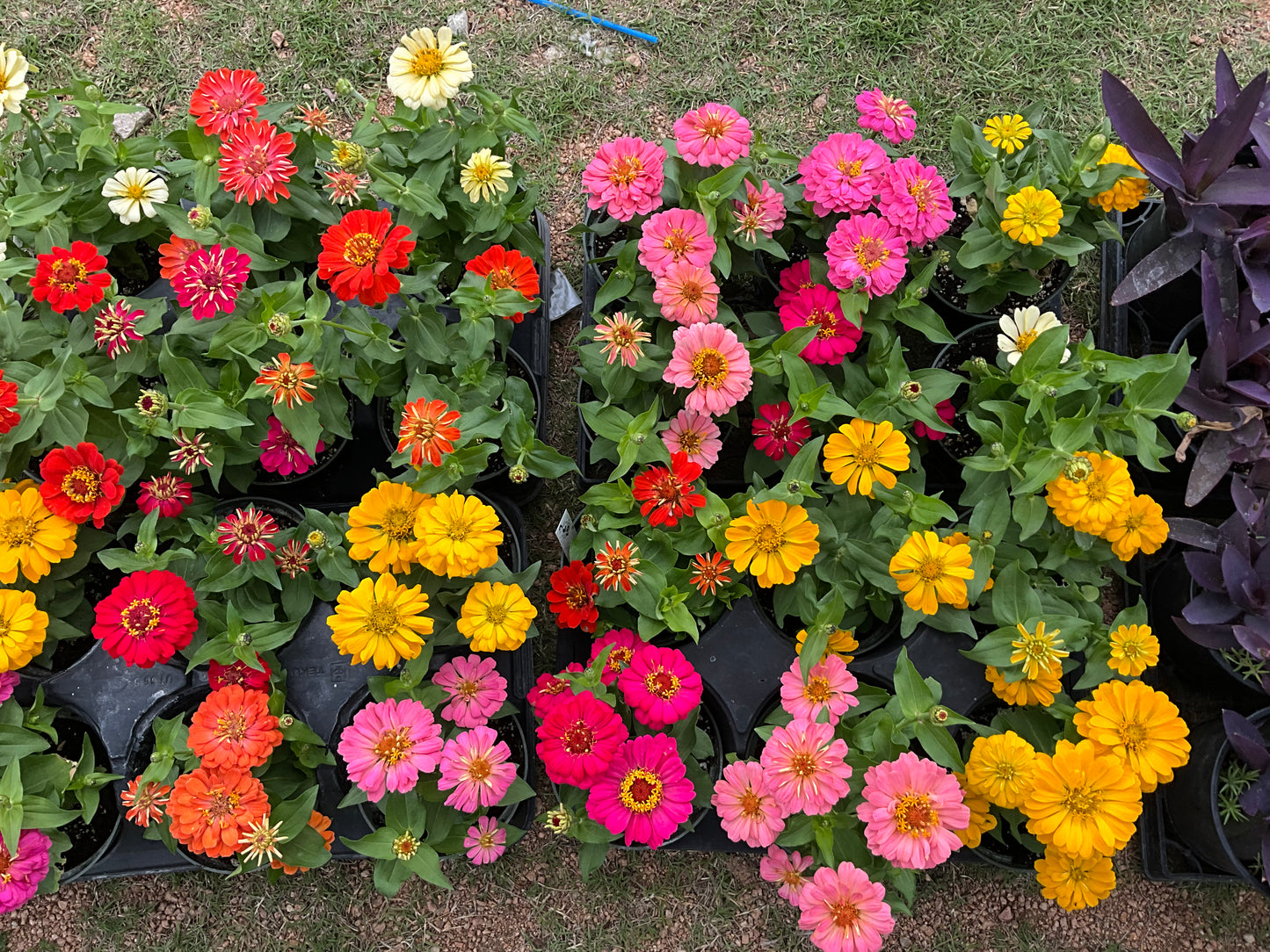 Zinnia