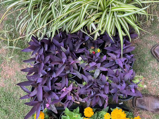 Wandering Purple Jew